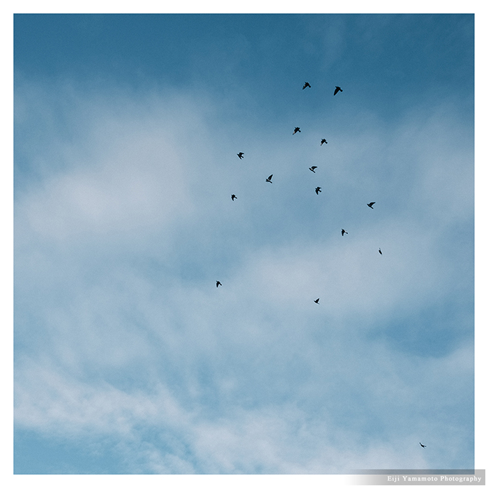vsco film
