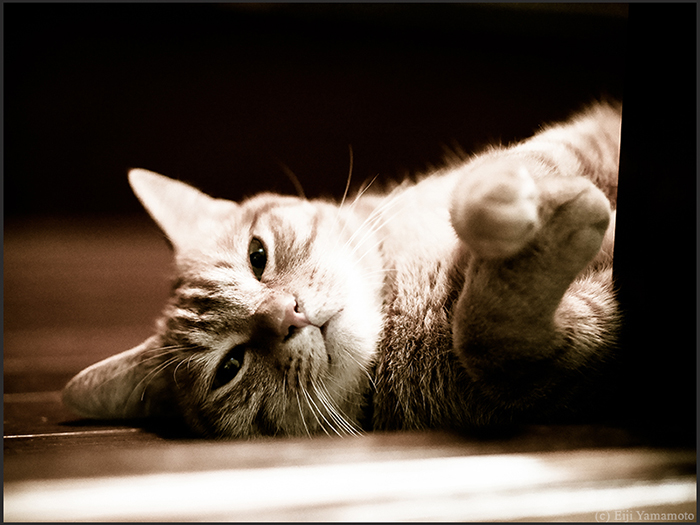 猫