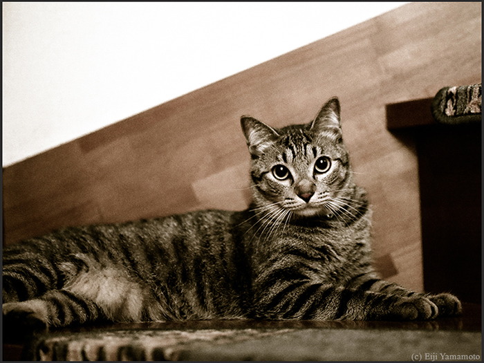 猫