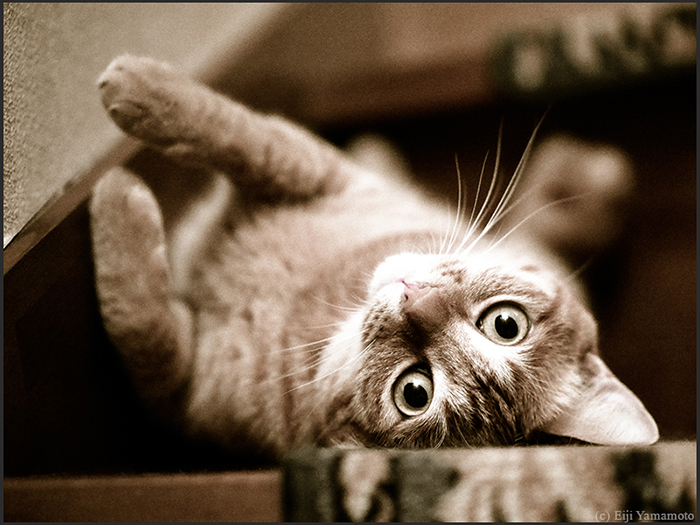 猫
