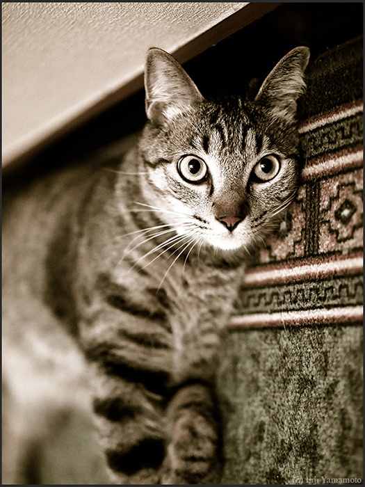 猫