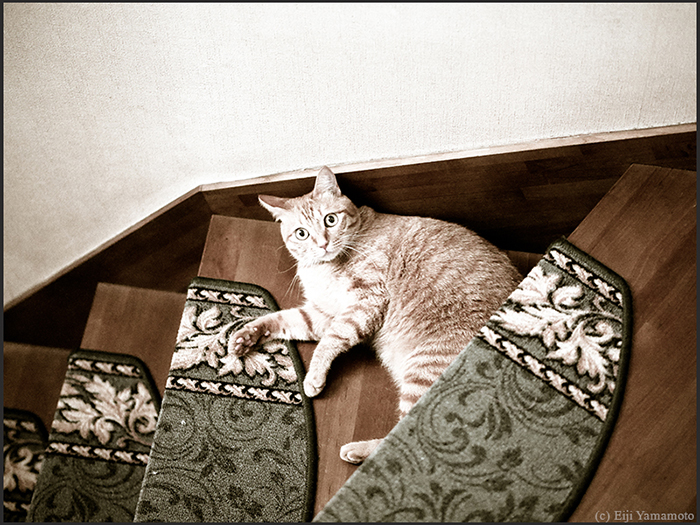 猫