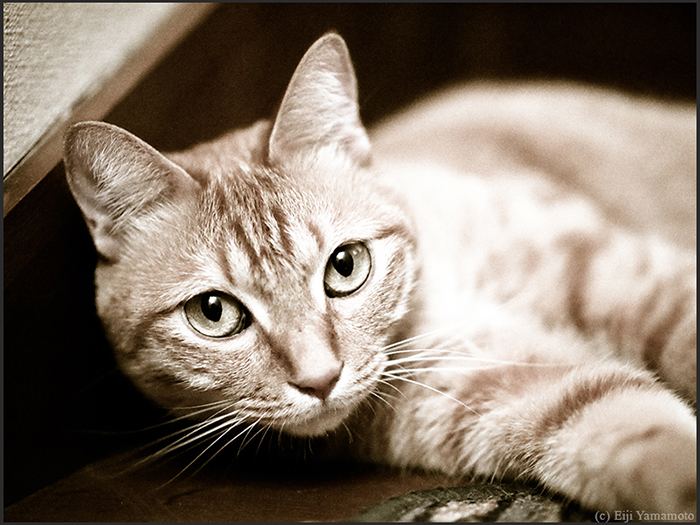 猫
