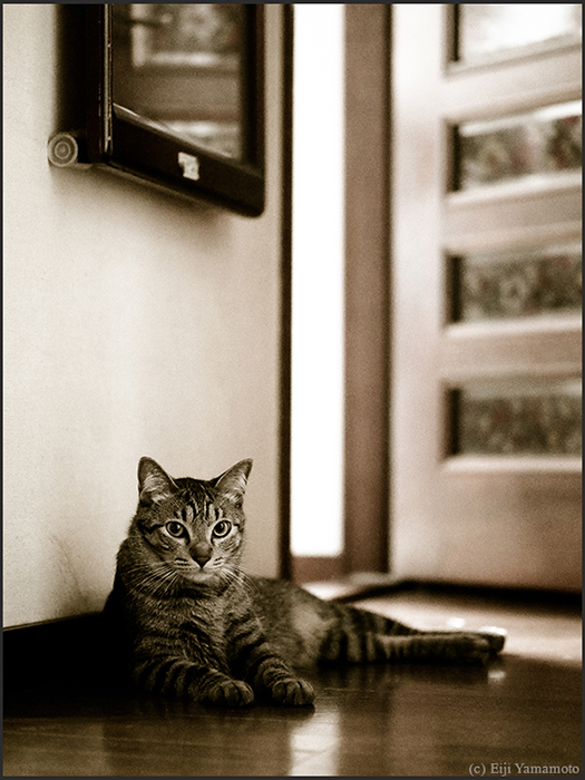 猫