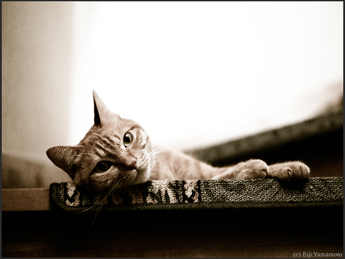 猫