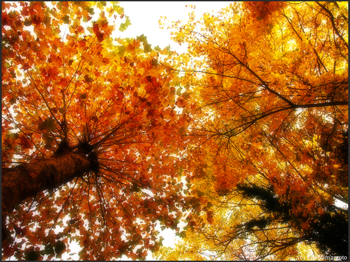 ザールブリュッケン