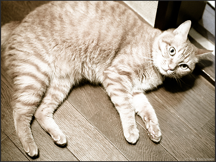 猫