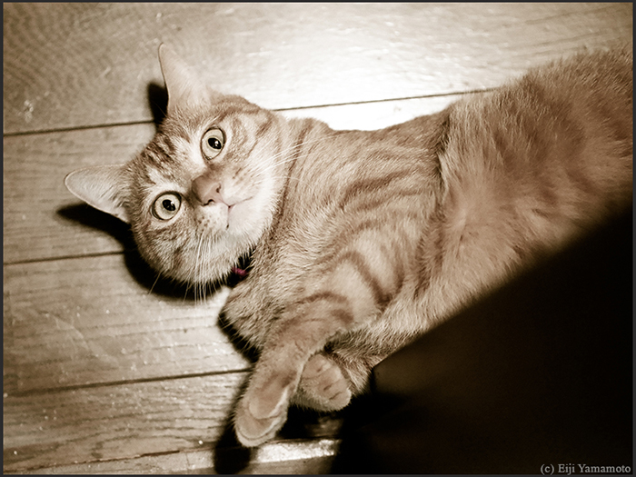 猫