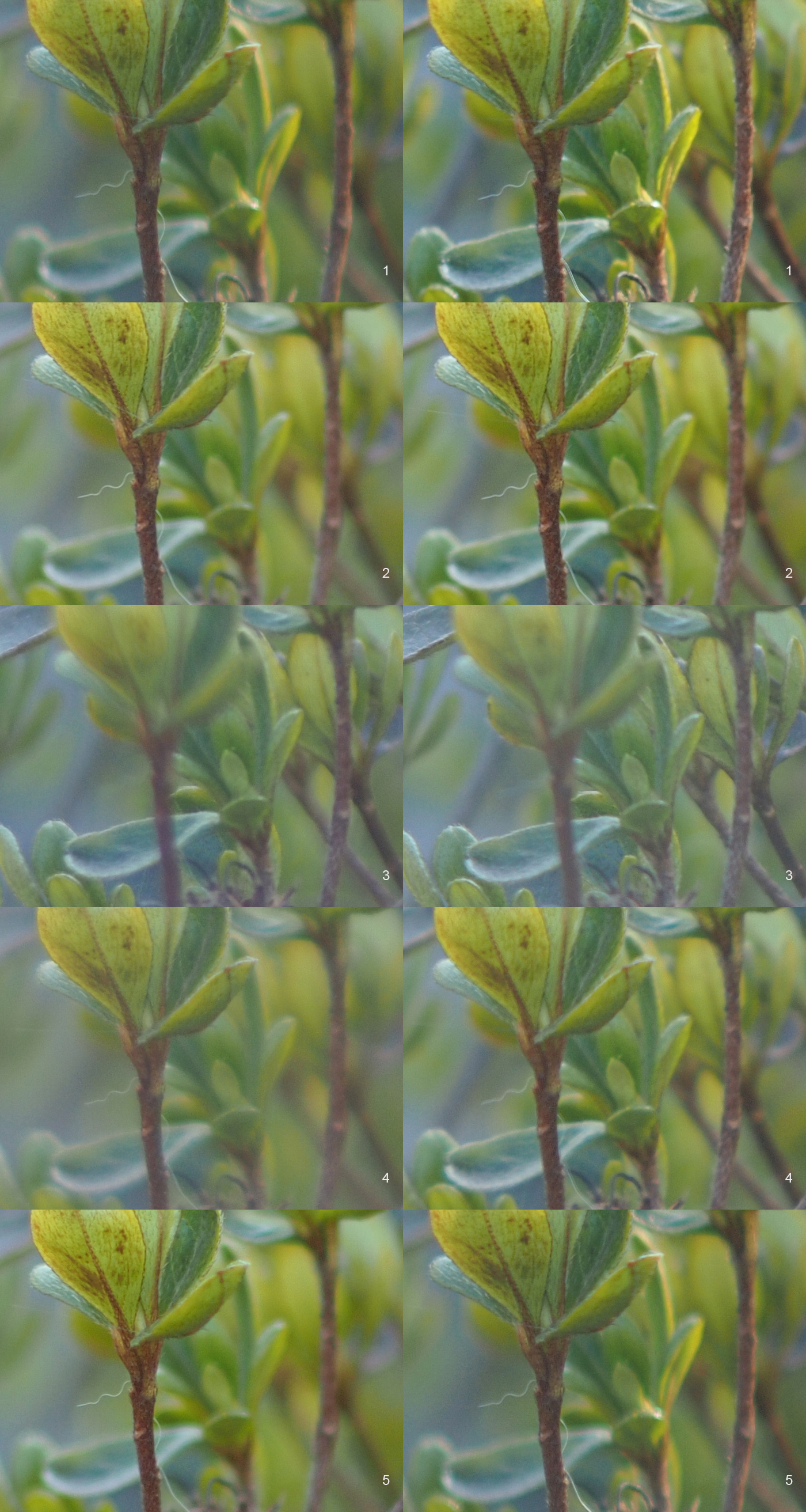 レンズ比較