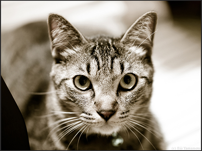 猫