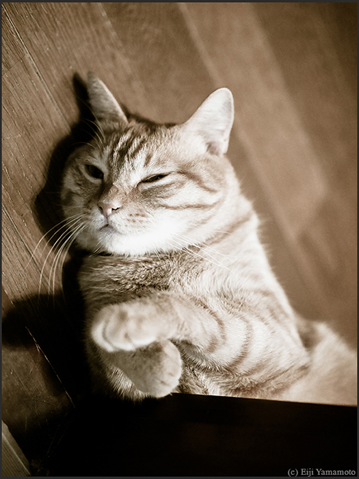 猫