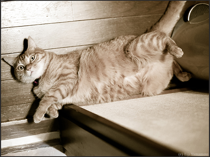 猫