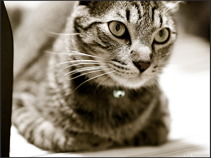 猫