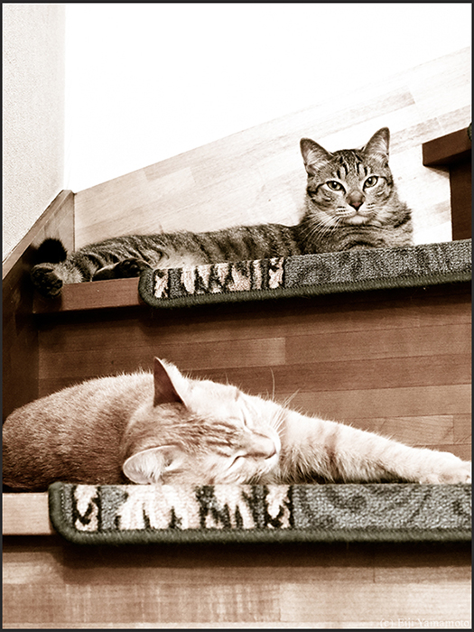 猫