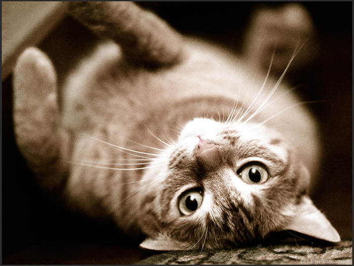 猫