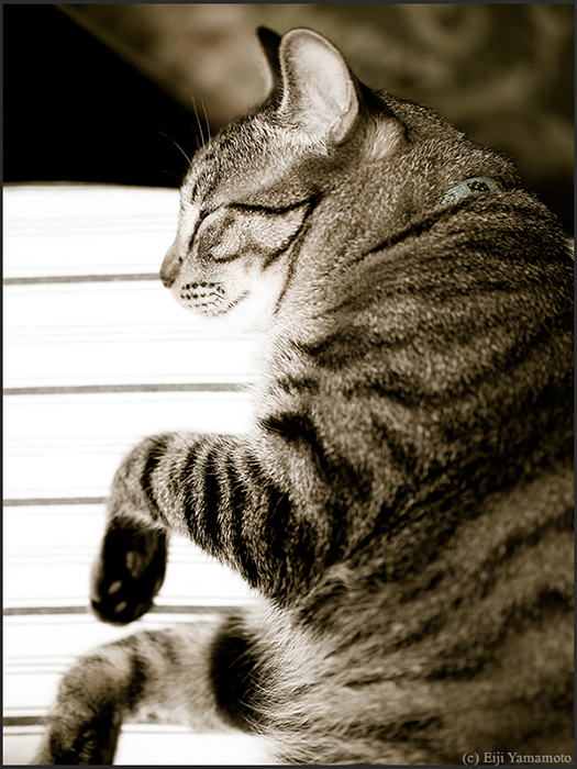 猫