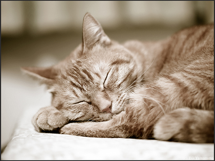 猫