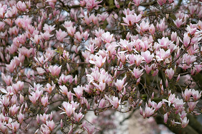 ザールブリュッケン