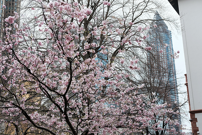 フランクフルト