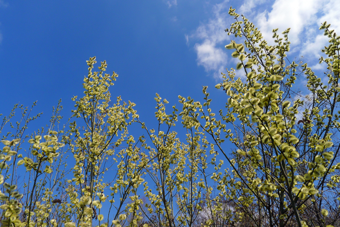 ザールブリュッケン