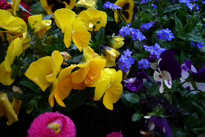 ザールラントチケット