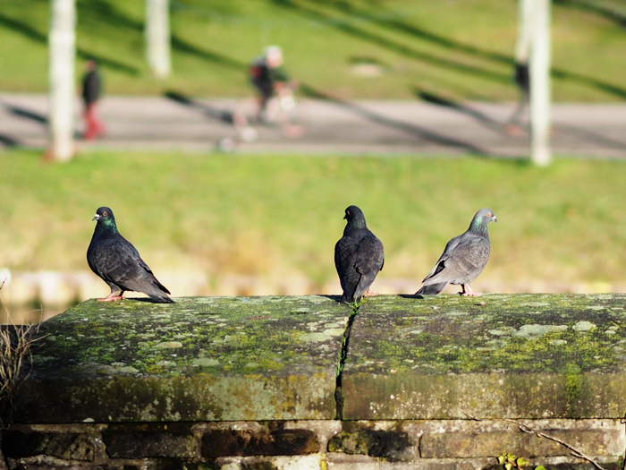 ザールブリュッケン