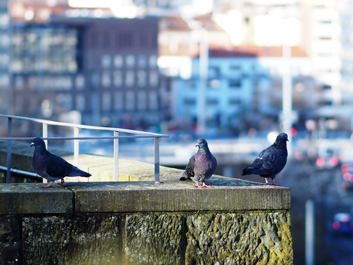 ザールブリュッケン