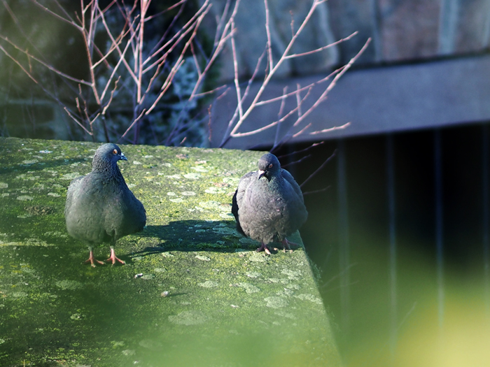 ザールブリュッケン