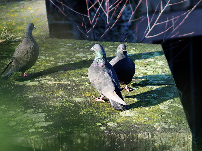 ザールブリュッケン