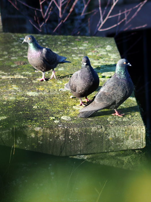 ザールブリュッケン