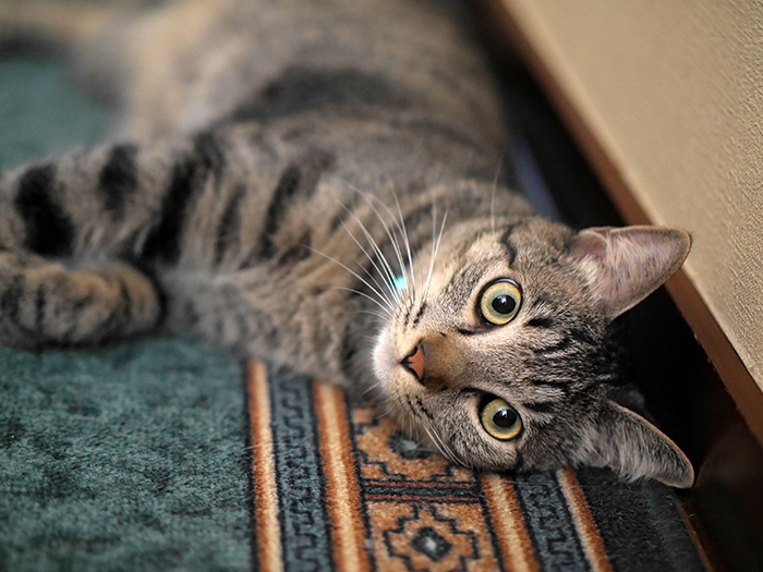 猫