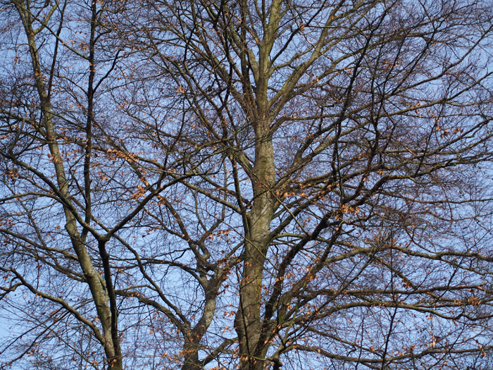 ザールブリュッケン