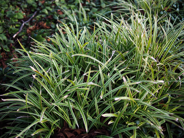 ザールブリュッケン