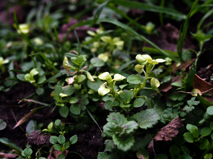 ザールブリュッケン