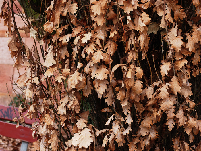 ザールブリュッケン