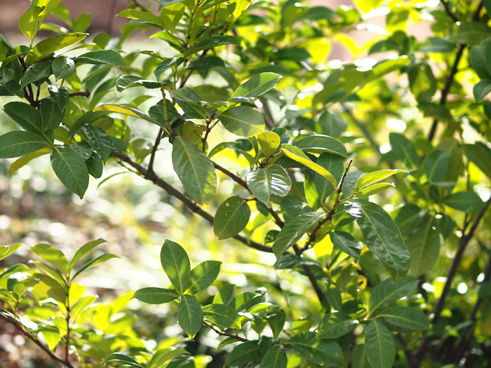 ザールブリュッケン