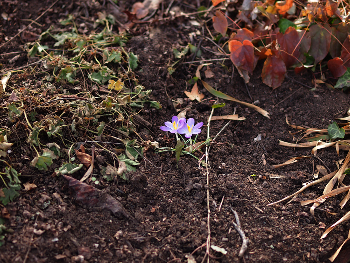 ザールブリュッケン