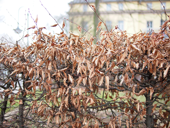 ザールブリュッケン