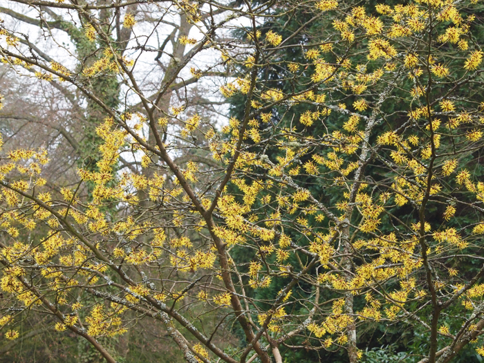 ザールブリュッケン