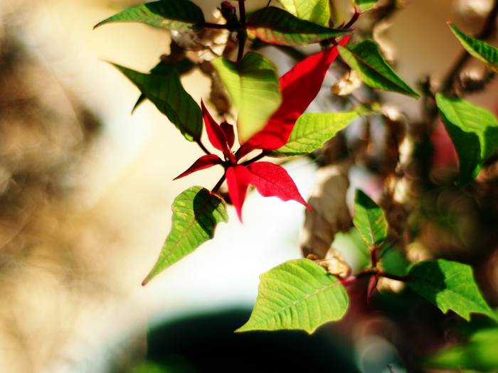 ザールブリュッケン