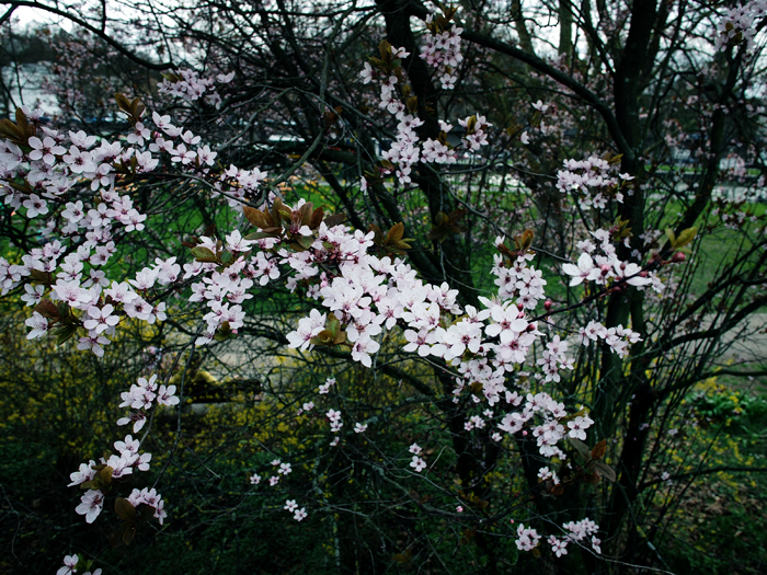 ザールブリュッケン