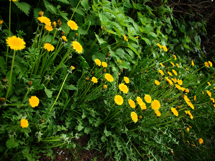 ザールブリュッケン