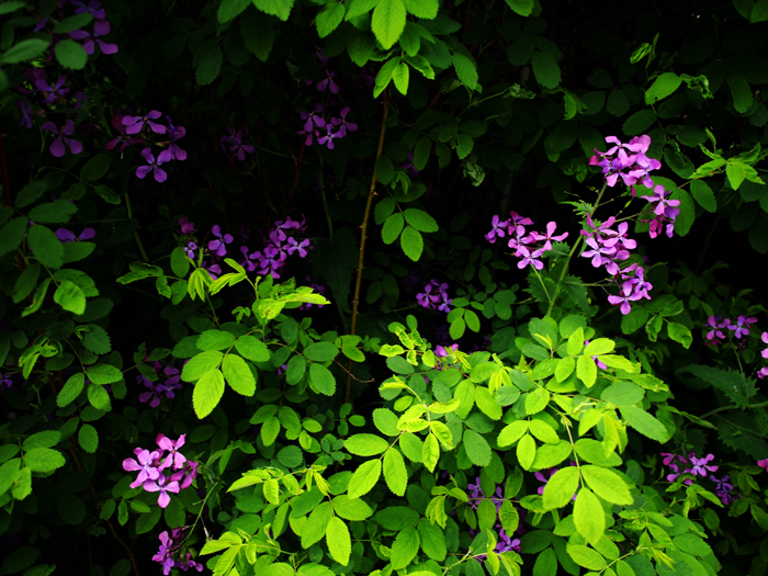 ザールブリュッケン