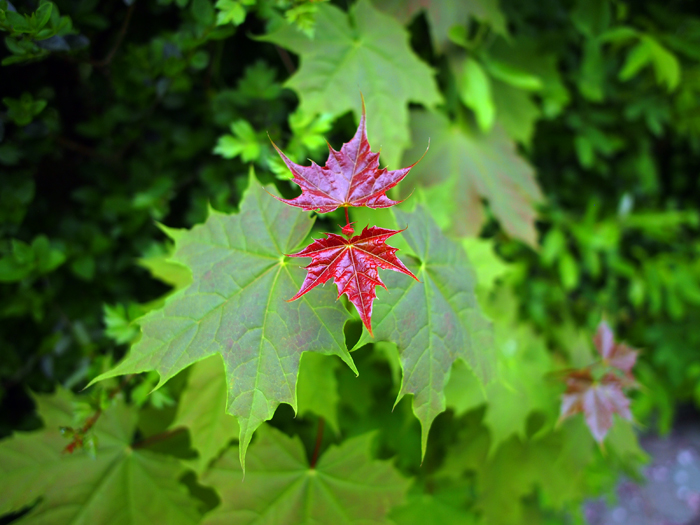 ザールブリュッケン