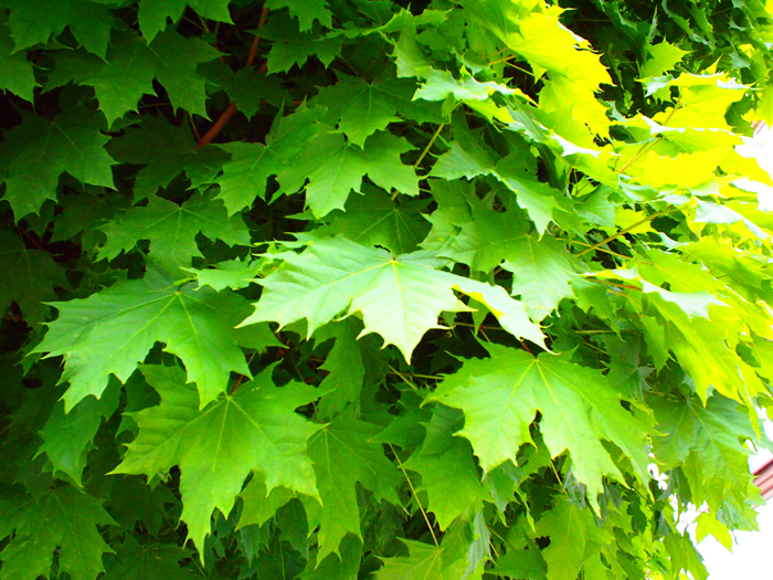 ザールブリュッケン