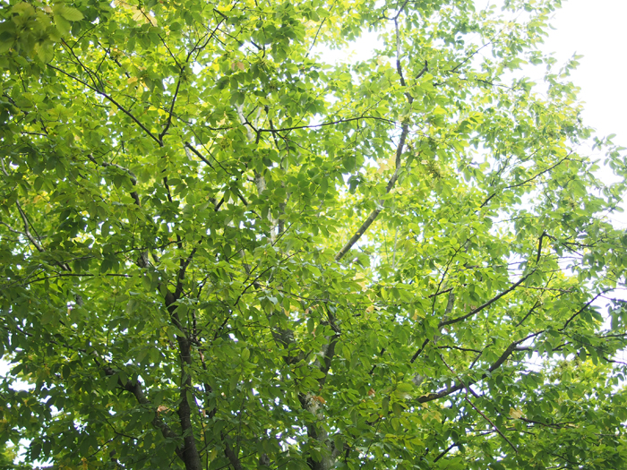 ザールブリュッケン