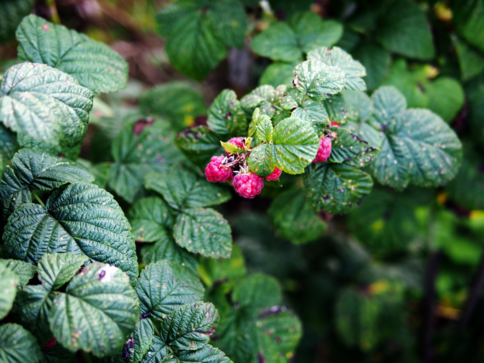 ザールブリュッケン