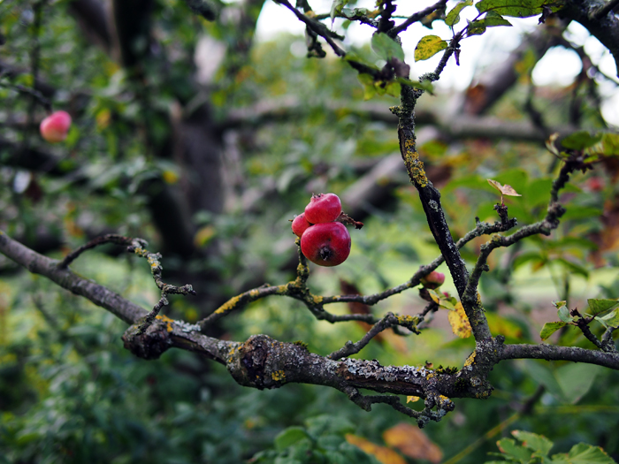 ザールブリュッケン