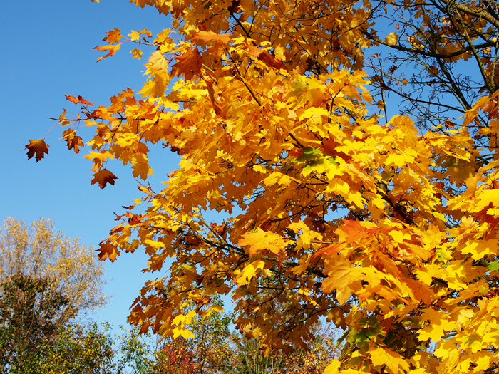 ザールブリュッケン
