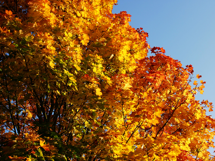 ザールブリュッケン